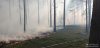 Pożar lasu w miejscowości  Kwiatkowo k. Zarąb